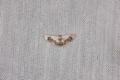 Idaea macrospila