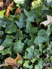 Hedera helix