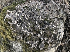 Peltigera membranacea