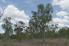Eucalyptus persistens