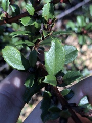 Ceanothus gloriosus