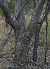 Eucalyptus persistens