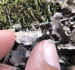 Peltigera membranacea