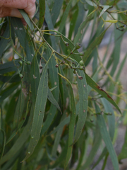 Eucalyptus persistens
