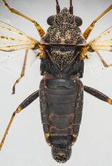 Nysius