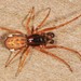 Big-eyed Thick-jawed Spider - Photo (c) Jason M Crockwell, some rights reserved (CC BY-NC-ND), uploaded by Jason M Crockwell