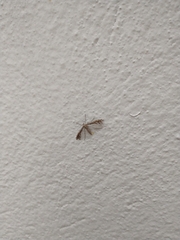 Singularia alternaria