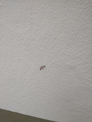 Singularia alternaria