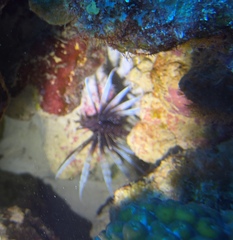 Pterois volitans