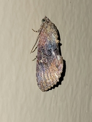 Odontodes seranensis