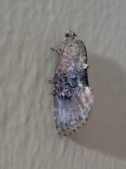 Odontodes seranensis
