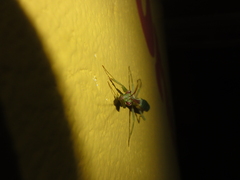 Cardioptera