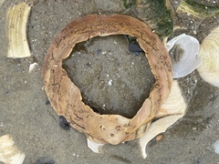 Placopecten magellanicus