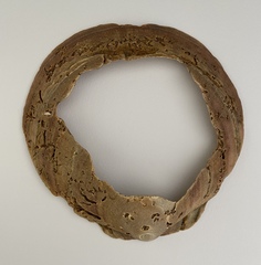 Placopecten magellanicus