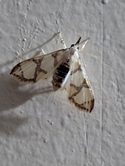 Cirrhochrista bracteolalis