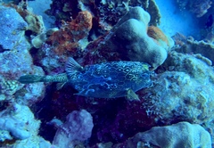 Acanthostracion polygonium