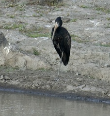 Anastomus lamelligerus