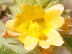 Malvastrum americanum