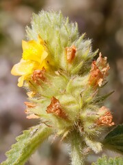 Malvastrum americanum