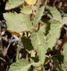 Malvastrum americanum