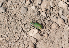 Cicindela purpurea