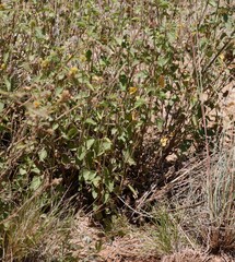 Malvastrum americanum