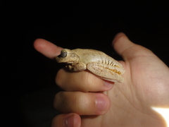 Boana crepitans