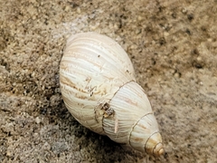 Rabdotus mooreanus