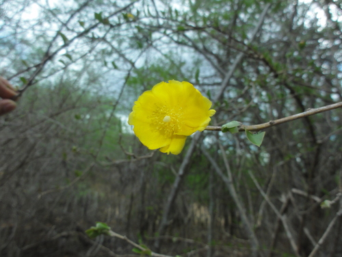 Leuenbergeria aureiflora (Leuenbergeria aureiflora)