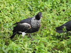 Anhima cornuta