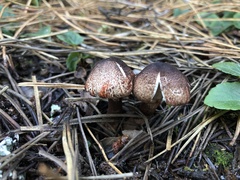 Lepiota flammeotincta