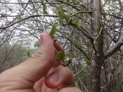 Leuenbergeria aureiflora