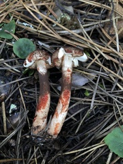 Lepiota flammeotincta
