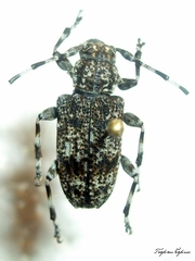 Aegomorphus clavipes