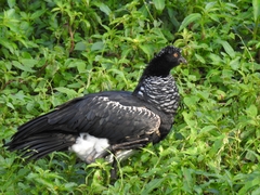 Anhima cornuta
