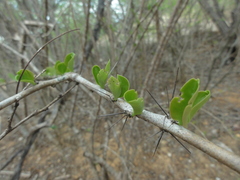 Leuenbergeria aureiflora