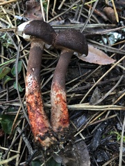 Lepiota flammeotincta