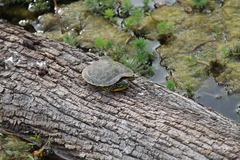 Trachemys scripta