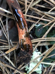 Lepiota flammeotincta
