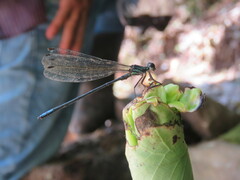 Argia pulla