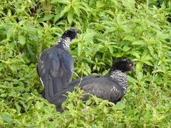 Anhima cornuta