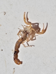 Centruroides limpidus
