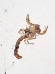Centruroides limpidus