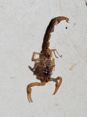 Centruroides limpidus