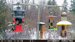 Haemorhous mexicanus