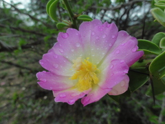 Pereskia bahiensis