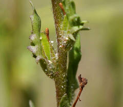 Zaluzianskya divaricata