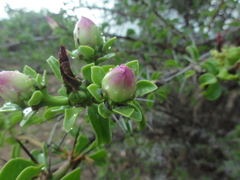 Pereskia bahiensis