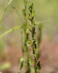 Zaluzianskya divaricata