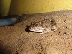 Leptodactylus